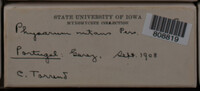 Physarum nutans image